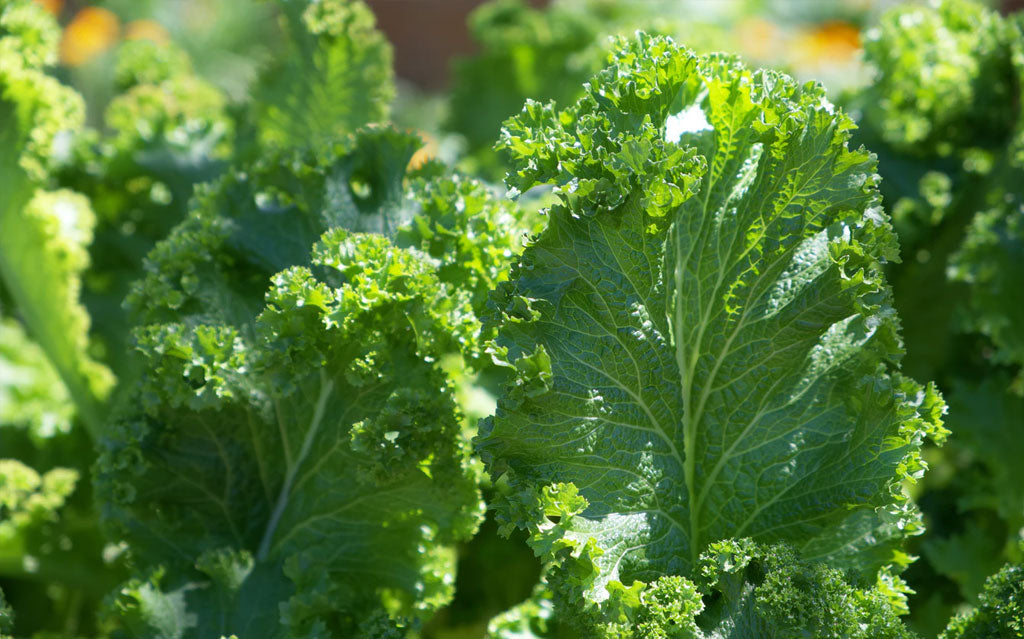 How to store fresh vegetables & fruits