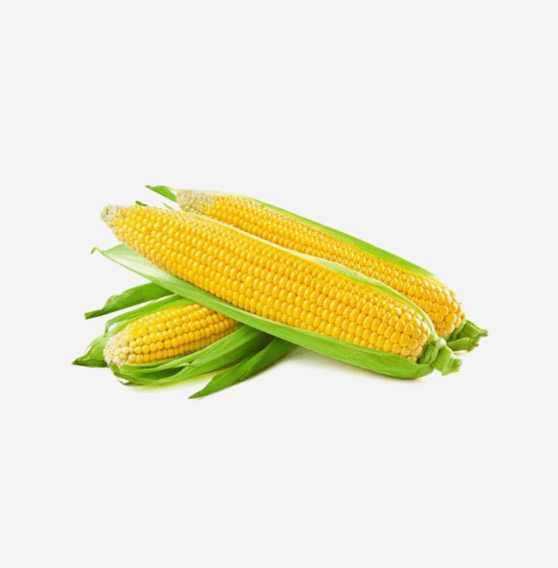 Super Sweet Corn