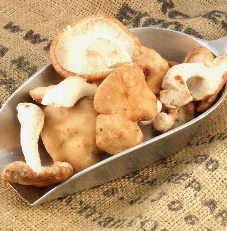 Organic Shiitake Mushrooms