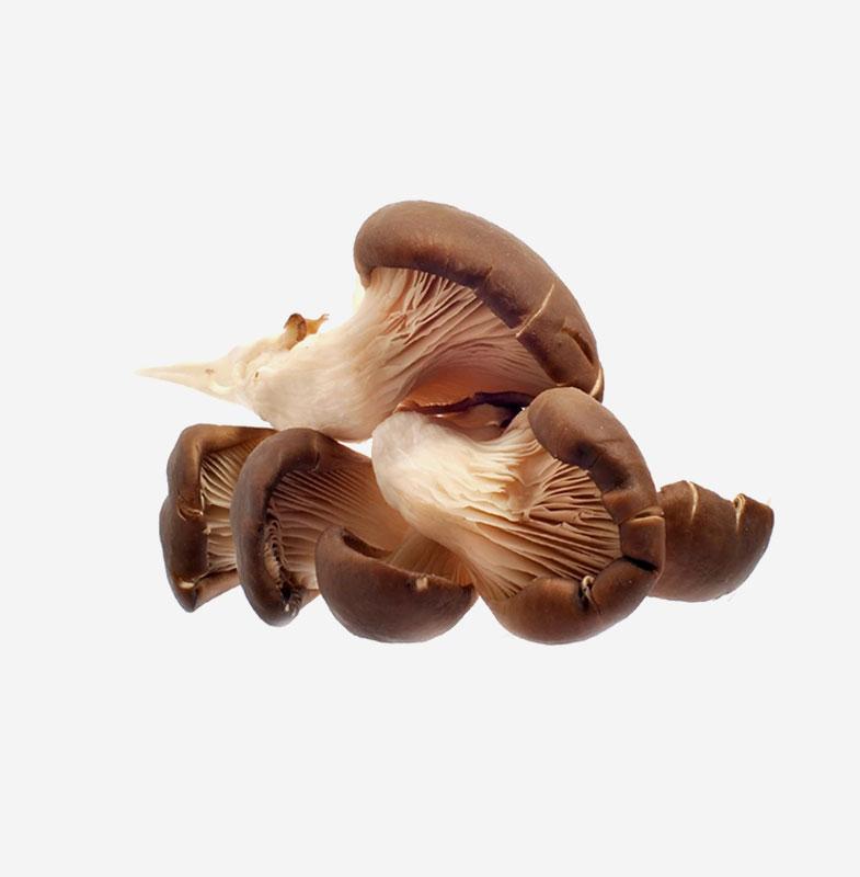 Organic Mushroom