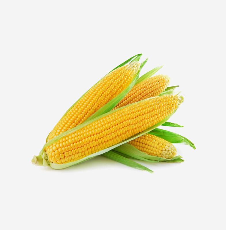 Super Sweet Corn